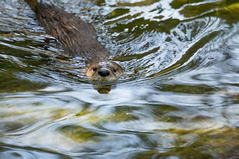 River Wildlife – Wye Valley AONB