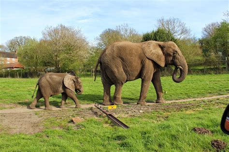 West Midlands Safari Park - Spring 2015 | El Willmer