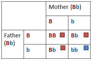 Allele vs Gene - Difference and Comparison | Diffen