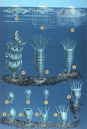 Medusozoa - Vikidia