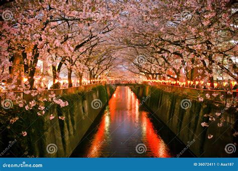 Cherry blossom stock image. Image of oriental, road, creek - 36072411