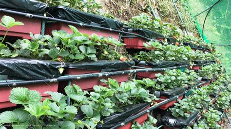 Strawberry Cultivation