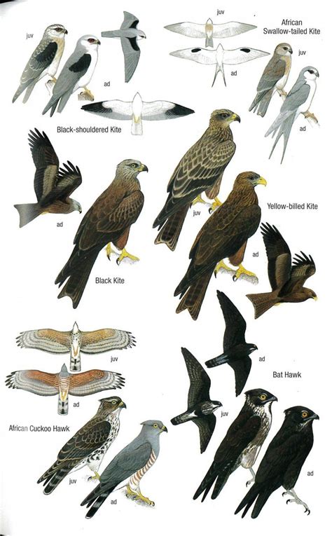 Birds of Ghana | NHBS Field Guides & Natural History