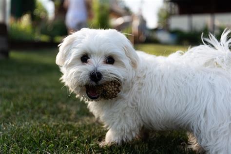 Hermoso y lindo perro maltés blanco en el césped en los dientes de un golpe de juguete jugando ...