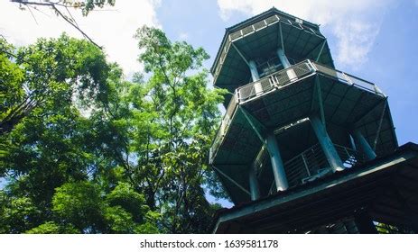 Canopy Walk Tower Rainforest Discovery Centre Stock Photo 1639581175 ...