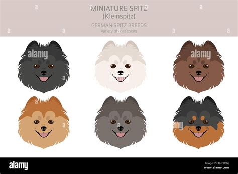 German spitz, Miniature spitz clipart. Different poses, coat colors set ...