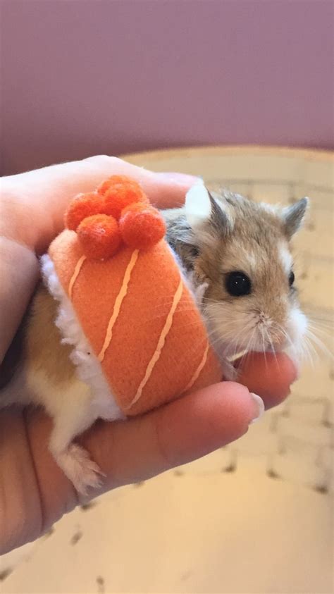 SUPER cute diy hamster sushi costume!! ️🐹🍣 | Hamsters fofos, Animais de ...