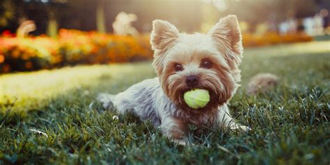 25 Best Small Dog Breeds — The Most Popular Small Dogs