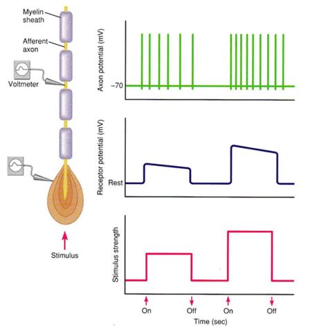 Sensory 16 - mechanoreceptors I Flashcards | Quizlet