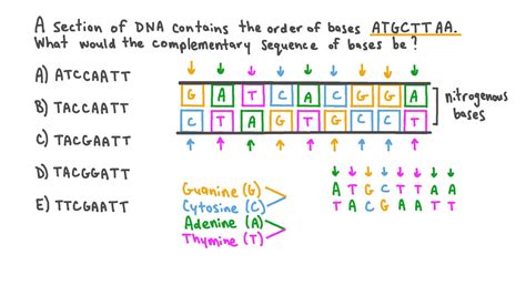 Question Video: Determining the Complementary Sequence of Bases for a Section of DNA | Nagwa