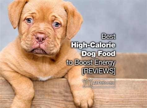 12 Best High-Calorie Dog Food to Boost Energy [2021 REVIEWS] - All Pet ...