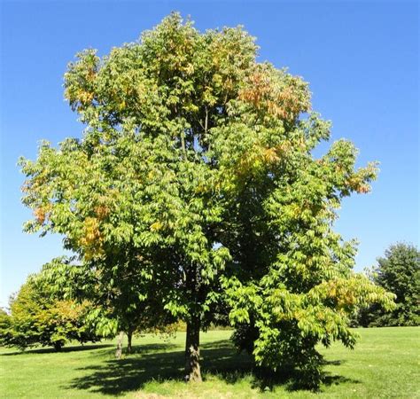 ¿Cómo se cuida el árbol de fresno? | Arbol de fresno, Arbustos, Plantación de árboles