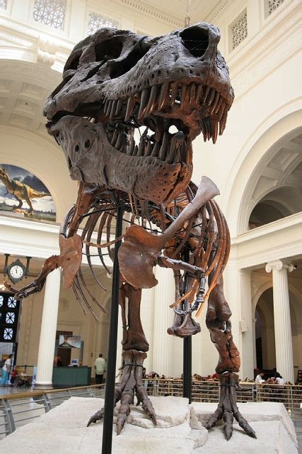 T. rex Sue - Skeleton on Display