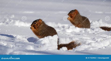 Two Squirrels in Snow Eating Stock Photo - Image of snow, rodent: 31752902