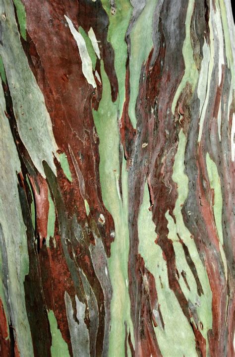 Eucalyptus Deglupta Tree Bark Stock Image - Image of plant, green: 51051959