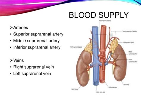 Adrenal glands anatomy