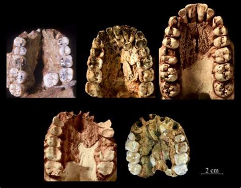 Australopithecus Afarensis Brain Size