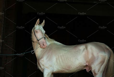 Perlino akhal-teke stallion portrait | Animal Stock Photos ~ Creative Market