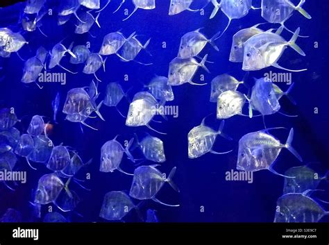 School of Moonfish Swimming Stock Photo - Alamy