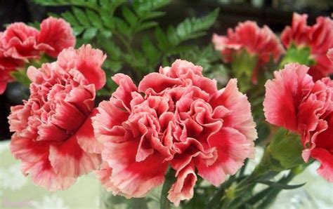 Beautiful Carnations by BeenFassAvoid on DeviantArt