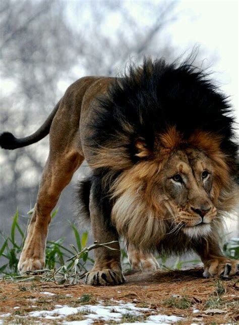 Lion a crinière noire | Animals, Animals beautiful, Lions