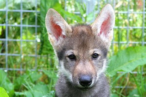 Scientists teach wild wolf puppies to play fetch for first time ⋆ ...