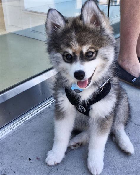 Norman the Pomeranian Husky Mix - One Puppy That Will Melt Your Heart