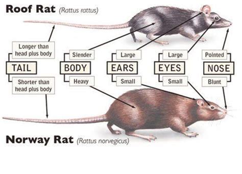 Difference Between Norway Rat And Roof Rat