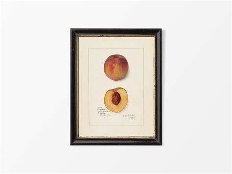 Peach - Trove Prints