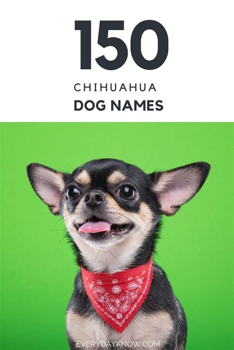 150 Chihuahua Dog Names | Dog names, Chihuahua names, Chihuahua dogs