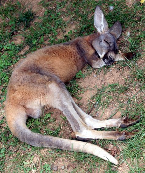 Sleeping Kangaroo by faolruadh on DeviantArt