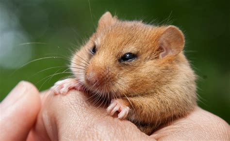 Talking dormice conservation with Great.com - PTES