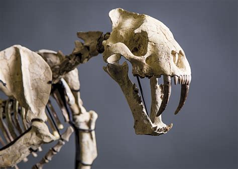 A SABER-TOOTHED CAT , SOUTH DAKOTA | Christie's