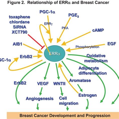 (PDF) Estrogen-Related Receptors and Breast Cancer: A Mini Review