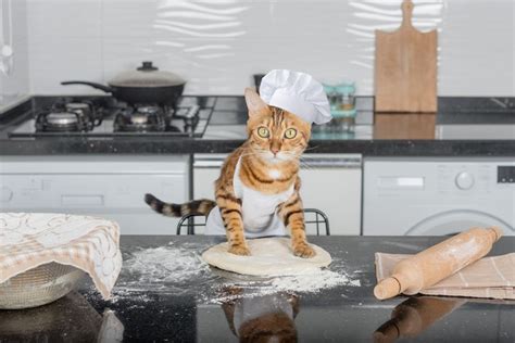 What Does It Mean When Cats Make Biscuits : Understanding the Feline Behavior - Ragdollhq.com