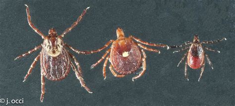 Ticks and Tick-borne Disease (Rutgers NJAES)