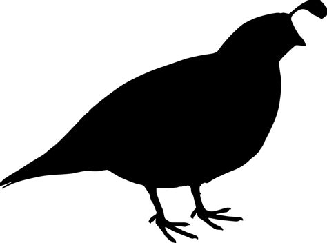 Quail Clipart Black And White | Free download on ClipArtMag