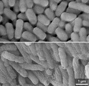 Polymers that can be fine-tuned for optimal effect could help fight multidrug-resistant infections