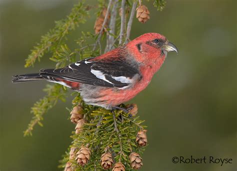 White-winged Crossbill