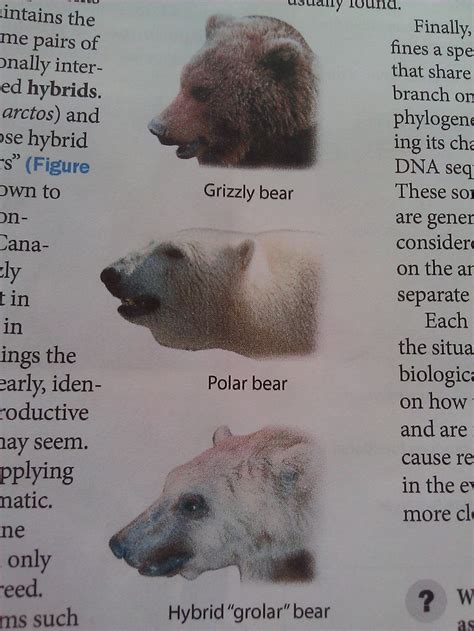 the grolar bear! it is a realy hybrid between a grizzly and a polar ...