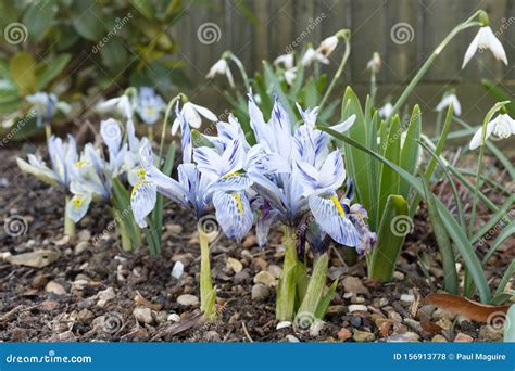 Dwarf Iris Flowers, Katharine Hodgkin Stock Photo - Image of closeup, ground: 156913778