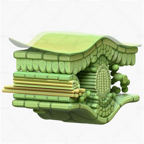 Leaf Cross Section Anatomy 3D Model