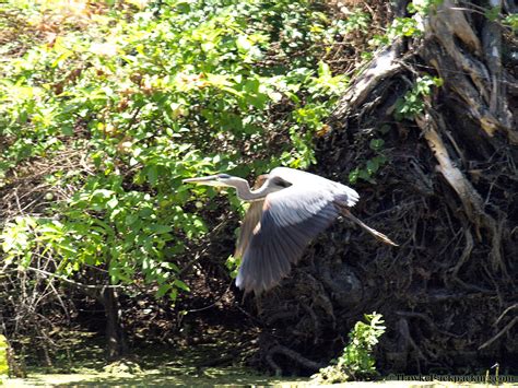 Swamp Tour - HawkeBackpacking.com