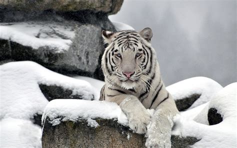 White Tiger Cubs Wallpaper (57+ images)