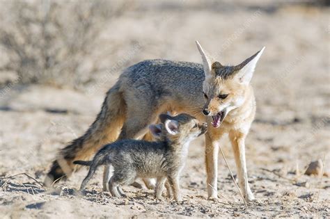 Cape Fox with her pups - Stock Image - C029/4723 - Science Photo Library