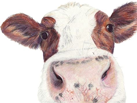 Moo. Coloured pencil sketch. Color Pencil Drawing, Pencil Sketch, Pencil Drawings, Art Drawings ...