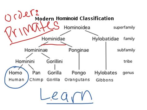 Human Taxonomy Chart