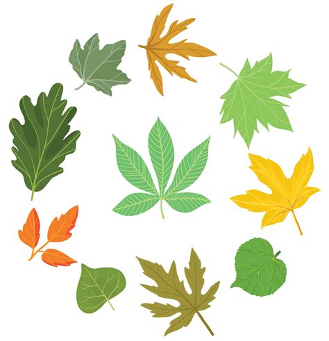 Free Various Leaves Vectors 169153 Vector Art at Vecteezy