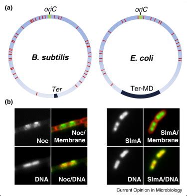 Asymmetric distribution of nucleoid occlusion protein binding sites.... | Download Scientific ...