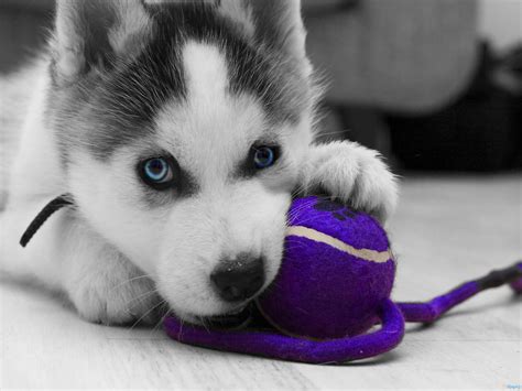 Husky Puppies At Play